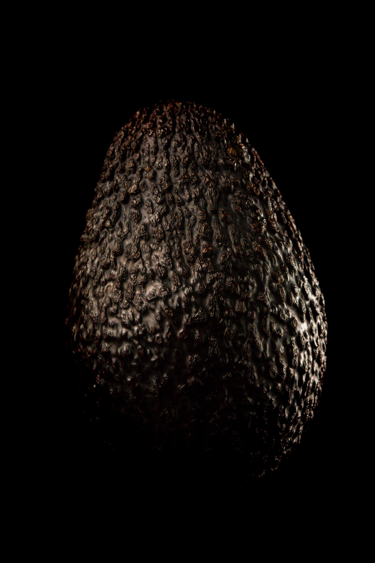 Portrait of the darkside of the avocado