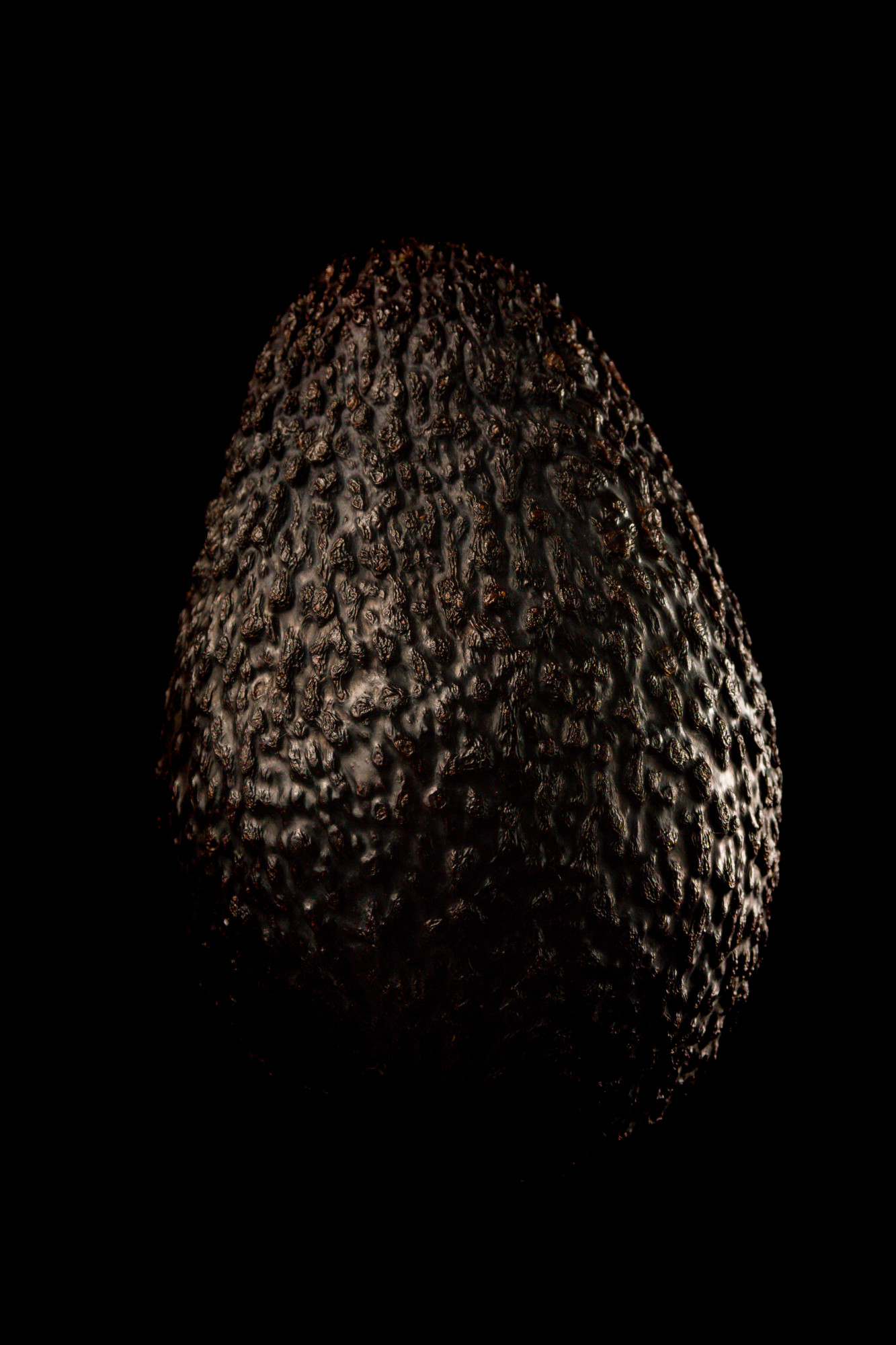 Portrait of an avocado on a dark background.